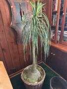 Artificial tree in woven basket 57” tall, trash can
