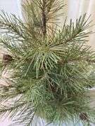32” artificial pine tree