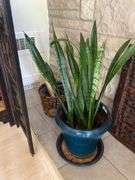 Large blue ceramic planter with live plants in and wicker basket