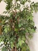 Artificial tree in large resin pot, 88” h