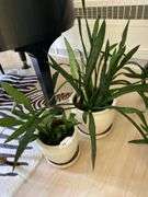 3 live plants in large ceramic planters