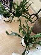 3 live plants in large ceramic planters