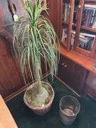 Artificial tree in woven basket 57” tall, trash can