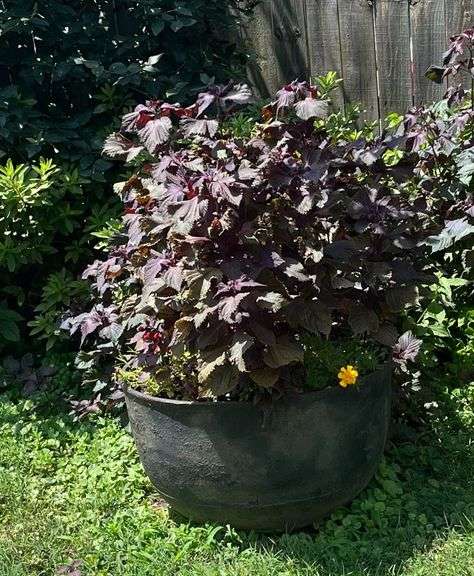 Cast iron kettle with plant (cracked) image
