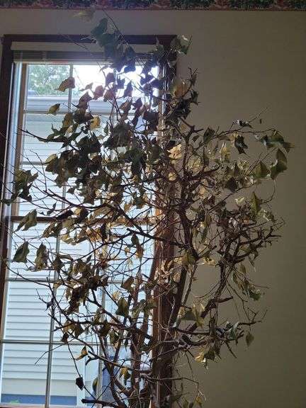 Fiscus Tree w/ Faux Terracotta Pot