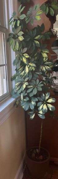Healthy 6’ tall Shefflera live plant image
