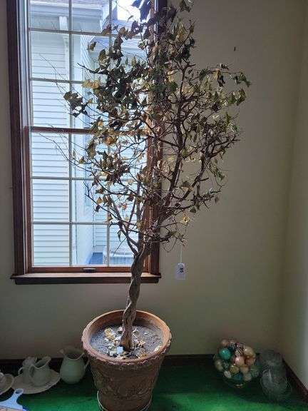 Fiscus Tree w/ Faux Terracotta Pot