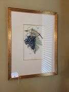 Pair Framed Fruit Prints  21½ x 28½