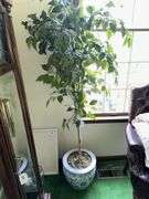 Blue and white planter with artificial ficus tree 6’ tall