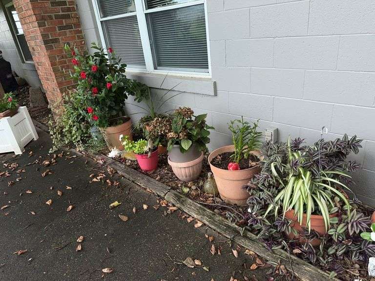 Large lot of plastic flower pots image