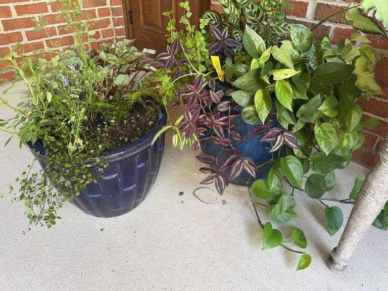 2 blue glazed clay flower pots with plants image
