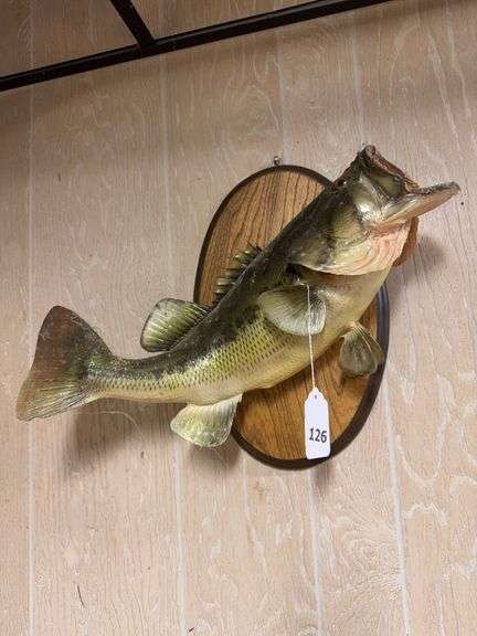 Taxidermy fish image
