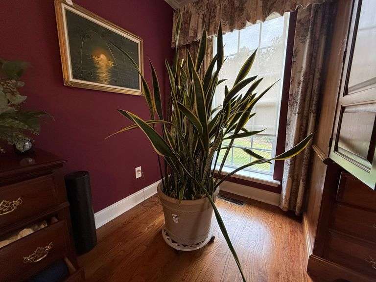 Snake Plant image