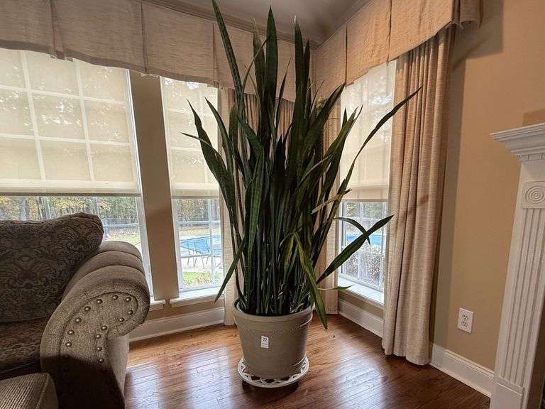 Snake Plant image