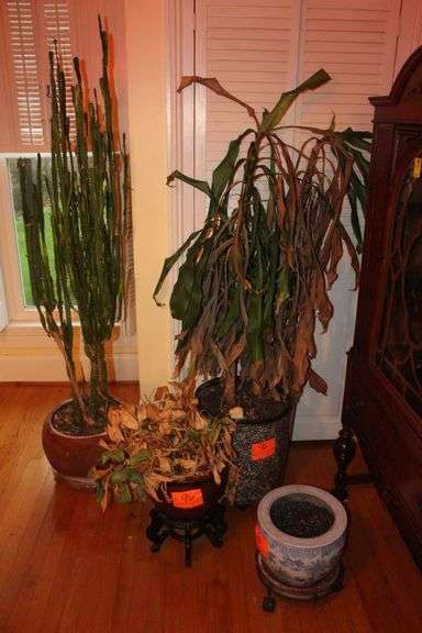 Cactus in Pot and (3) Planters image