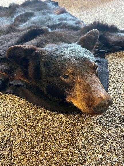 Bear rug, bldg:Green