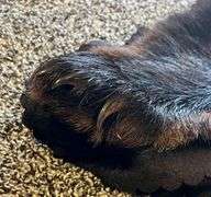 Bear rug, bldg:Green