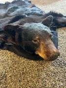 Bear rug, bldg:Green