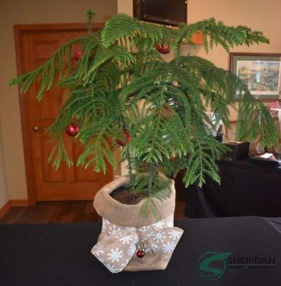 Norfolk Pine Inside Christmas Tree image