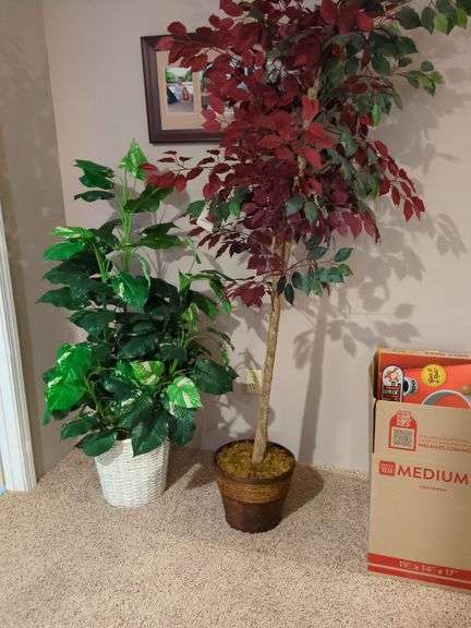 Fig tree and plant