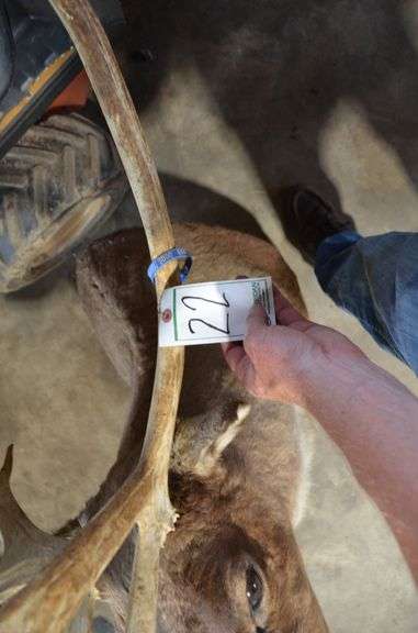 Caribou Mount