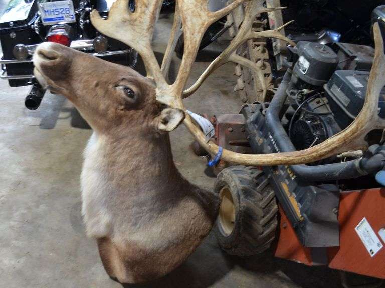 Caribou Mount