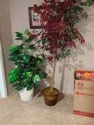 Fig tree and plant