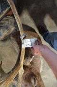 Caribou Mount