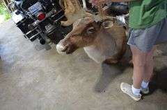 Caribou Mount