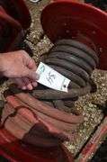 Hose Reel w/ Hose
