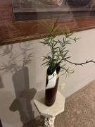 Fake plants and wall decoration