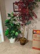 Fig tree and plant
