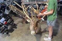 Caribou Mount