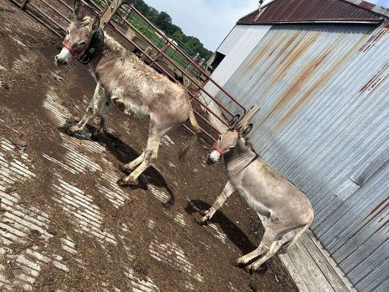 (2) Male Breaking Donkeys
