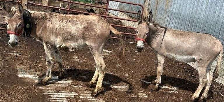 (2) Male Breaking Donkeys