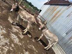 (2) Male Breaking Donkeys