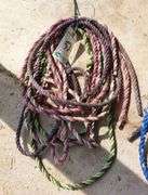Poly Rope Halters