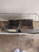Rugged Ranch Goat Feeder