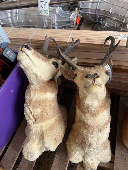 (2) Prong horn Antelope mounts, bldg:green image