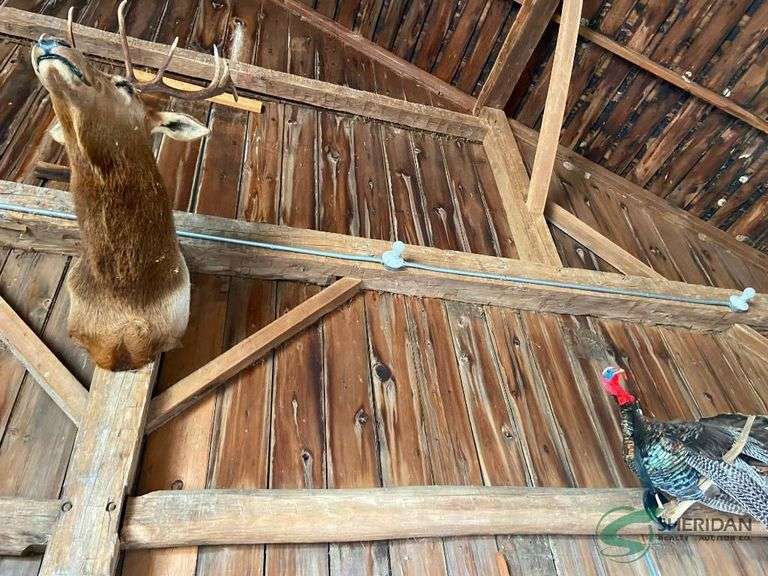 Elk mount, turkey mount, and deer skull mount image