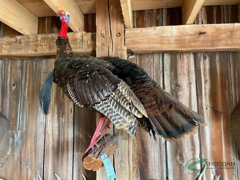 Mounted turkey on a log image