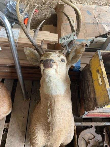 13 point buck mount, bldg:green image