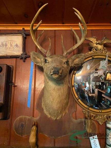 Vintage deer mount only image