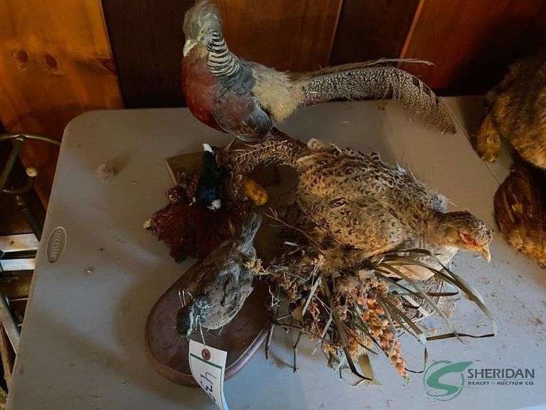 Stuffed pheasants image