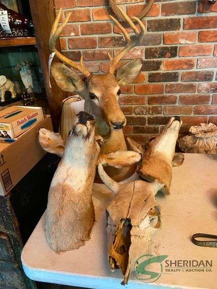 (3) Deer mounts and a Skull image