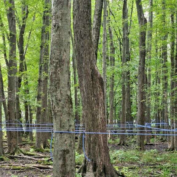 Complete line collection system still up in the woods BUYER IS RESPONSIBLE FOR COMPLETE REMOVAL NOTHING CAN BE LEFT BEHIND image