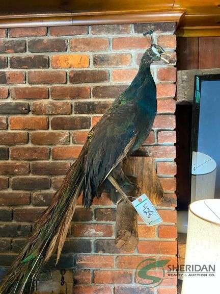 Peacock mount image