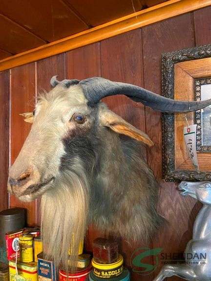 Goat mount image