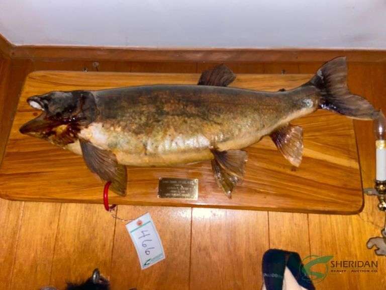 Mounted trout image