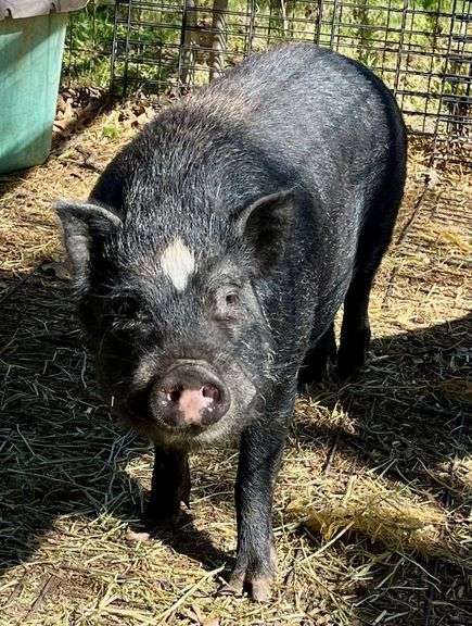 Pair of Black/White Male Pot Belly Pigs